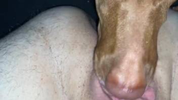 Nude female enjoys the dog licking her in extra spicy rounds