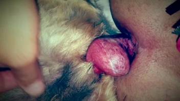 Scarlet-cocked beast is set to shred that butthole wide open