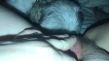 Sublime closeup pussy lick scene with a white dog