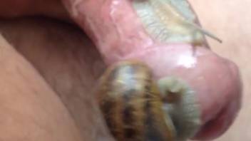 Guy allows a pair of snails to sensually stimulate his cock