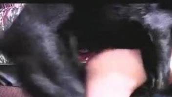 Dark-haired babe sucking a black dog's cock