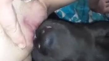 Canine tongues lady's moist pussy in unbelievably extraordinary manners