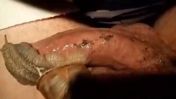 cum