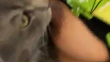 Hot novice lady adores the feline lapping at her breasts that way