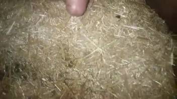 Guy penetrates female dog's vagina in furry bestiality live action scenes