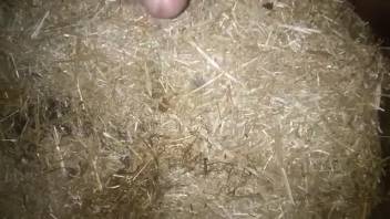 Guy thrusts his dick deep into an extremely narrow beast's orifice