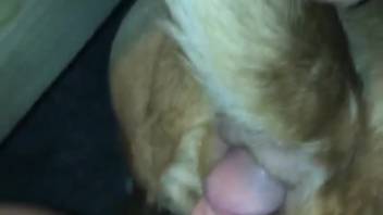Late-night bestiality intense fucking gets aroused dude to ejaculate powerfully