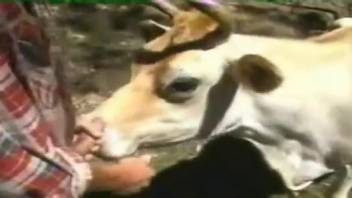 Guy lusts after the cow's cunt for some wildly passionate fucking action
