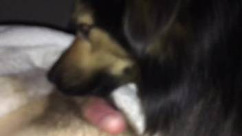 Canine satisfies owner by tonguing his cock in a solo session at home