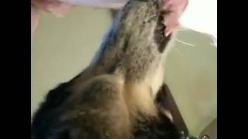 Attractive ass being tongued by a super sexy beast
