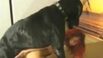 Curly-haired older lady fucking a big-dicked black dog