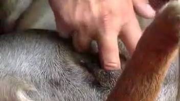 Guy fingers bitch's cunt and screws the animal like a raging bull