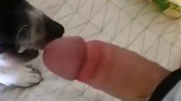 Dude lets his tiny dog pleasure his meaty cock