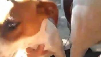 Two dogs with sexy bodies will fight over his cum