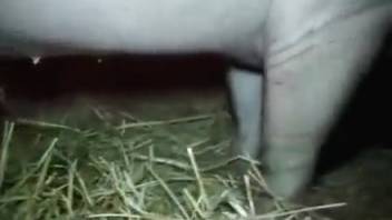 Horny woman experiments with pig sex in extremely passionate styles