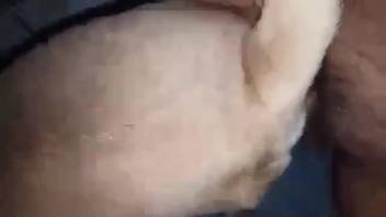 Guy slips his dick into a female dog's opening because he's smooth