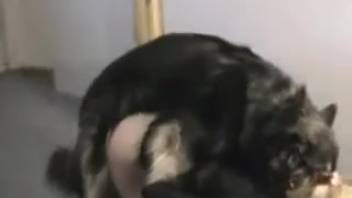 Older woman deepthroats her husband's cock as the dog screws her in the rear