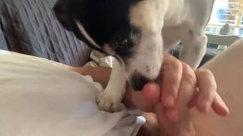 Guy jerks off while the dog continuously licks his penis