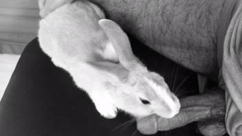 Bunny tonguing a pulsing bestiality dick in front of the lens