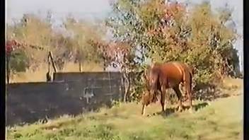 Debut equine copulation video featuring this mischievous fair-haired vixen