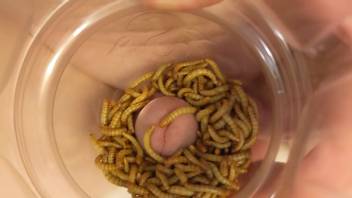 Aroused guy shoves his cock into a container packed with worms