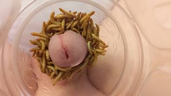 Guy jerks off with worms crawling on his hard cock