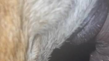 Naked guy shoves his full cock into a soaked beast's cunt