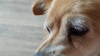 Small puppy lapping at the man's uncircumcised dick