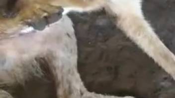 Guy records fluffy canine lapping at his nuts, getting him aroused