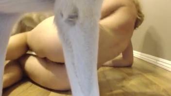 Busty blond gets pounded repeatedly by her canine in amateur porn video