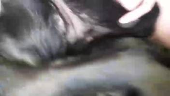 Man screwing a aroused beast in missionary position and it's awesome