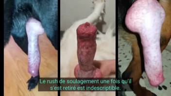 The canine's penis arouses intense curiosity in this promiscuous lady