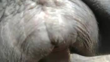 Big horse vagina suits tiny man dick ideally