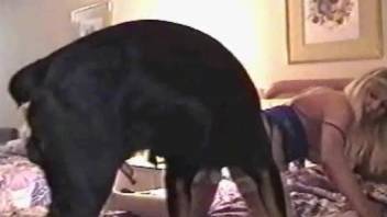 Black dog's cock gets jerked off on camera