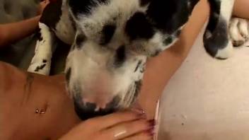 Thin slut groans loudly as a canine thrusts into her vagina forcefully