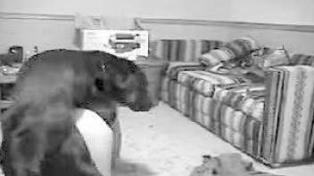 Black and white footage featuring a big-dicked black dog