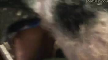 High-definition close-up of beastiality captured clearly