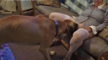 White stockings blonde gets drilled by a brown dog