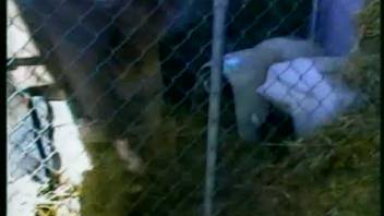 Locked-up banging with an aroused pup, astonishing video