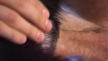 Alluring ebony canine expertly penetrated in the rear end